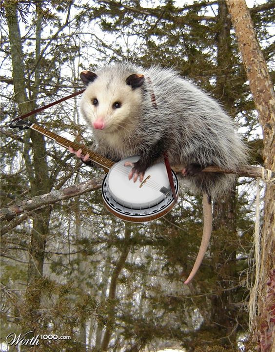 opossum playing banjo